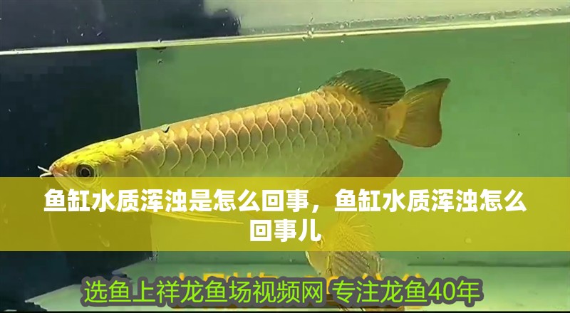 魚缸水質(zhì)渾濁是怎么回事，魚缸水質(zhì)渾濁怎么回事兒