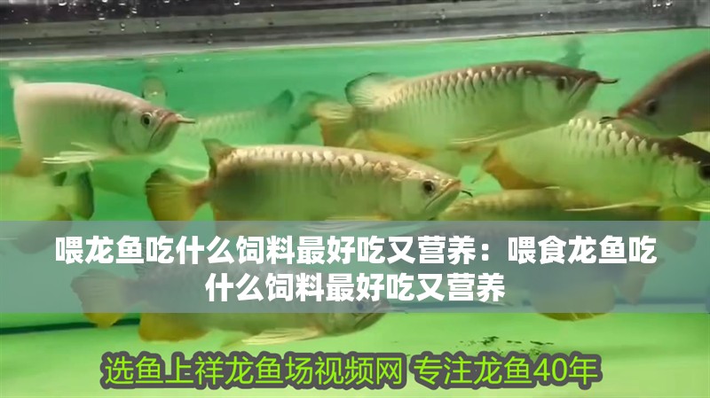 喂龍魚吃什么飼料最好吃又營養：喂食龍魚吃什么飼料最好吃又營養