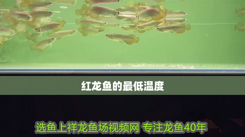 紅龍魚的最低溫度 龍魚百科 紅龍魚的最低溫度 紅龍魚的最低溫度 龍魚百科