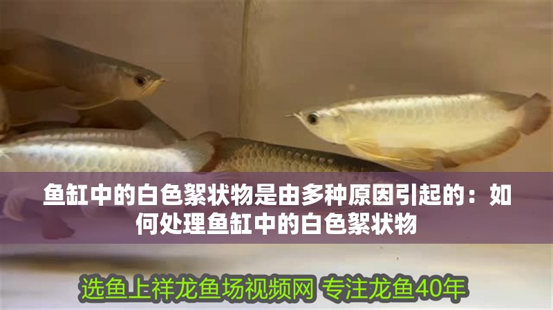 魚缸中的白色絮狀物是由多種原因引起的：如何處理魚缸中的白色絮狀物