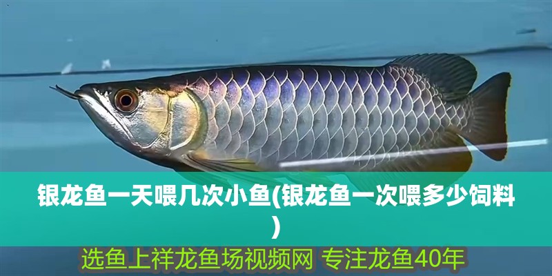 銀龍魚一天喂幾次小魚(銀龍魚一次喂多少飼料)