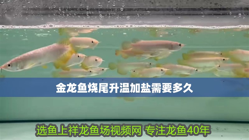金龍魚燒尾升溫加鹽需要多久