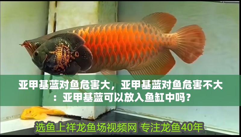 亞甲基藍對魚危害大，亞甲基藍對魚危害不大：亞甲基藍可以放入魚缸中嗎？