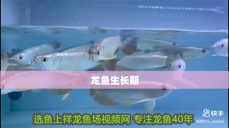 龍魚生長期