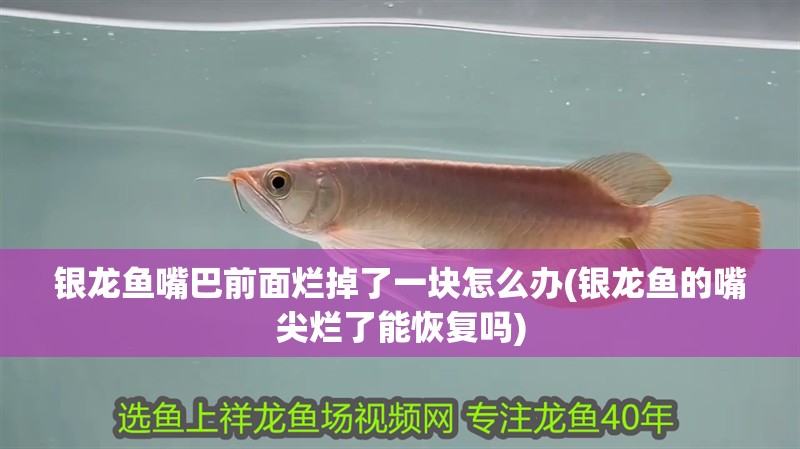 銀龍魚嘴巴前面爛掉了一塊怎么辦(銀龍魚的嘴尖爛了能恢復(fù)嗎)