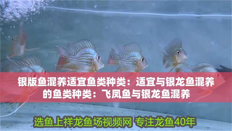 銀版魚混養適宜魚類種類：適宜與銀龍魚混養的魚類種類：飛鳳魚與銀龍魚混養