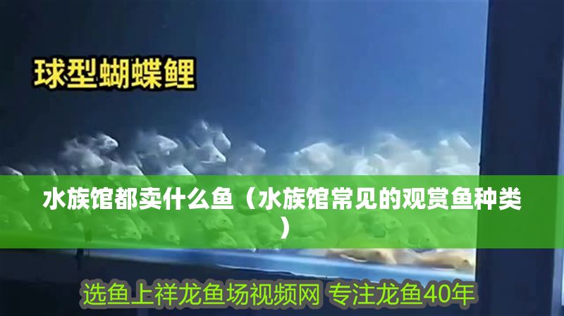 水族館都賣什么魚（水族館常見的觀賞魚種類）