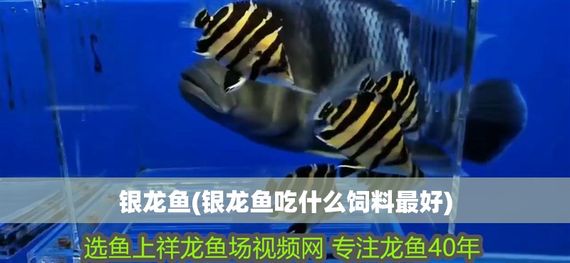 銀龍魚(銀龍魚吃什么飼料最好)
