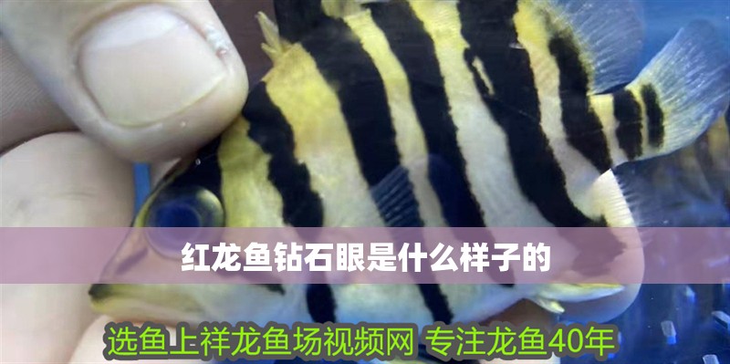 紅龍魚鉆石眼是什么樣子的