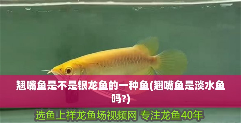 翹嘴魚是不是銀龍魚的一種魚(翹嘴魚是淡水魚嗎?)