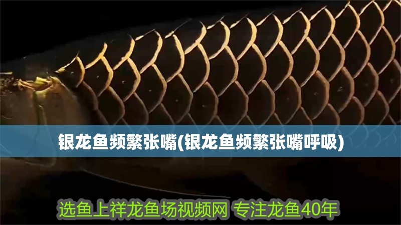 銀龍魚頻繁張嘴(銀龍魚頻繁張嘴呼吸)