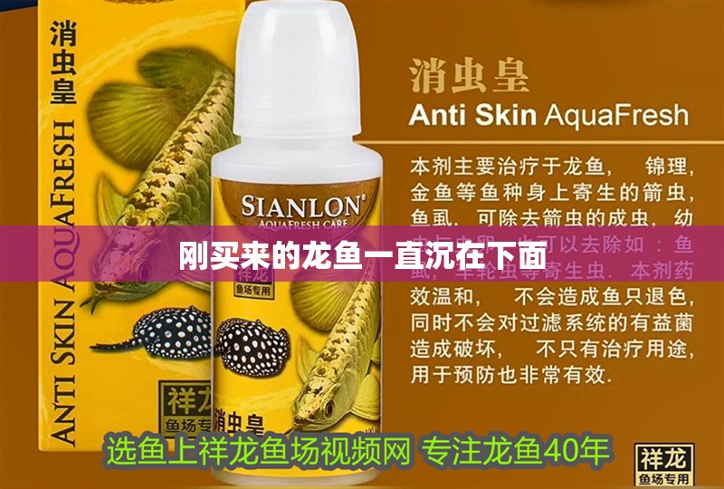 剛買來的龍魚一直沉在下面