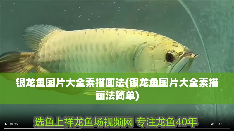 銀龍魚圖片大全素描畫法(銀龍魚圖片大全素描畫法簡單)