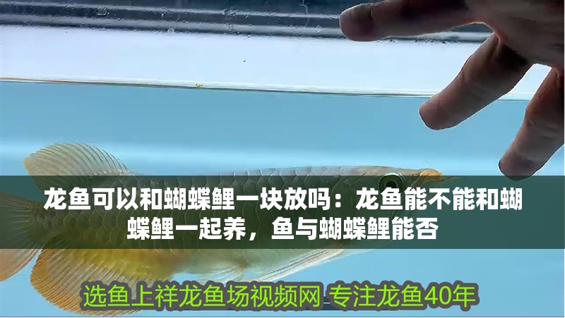 龍魚可以和蝴蝶鯉一塊放嗎：龍魚能不能和蝴蝶鯉一起養，魚與蝴蝶鯉能否