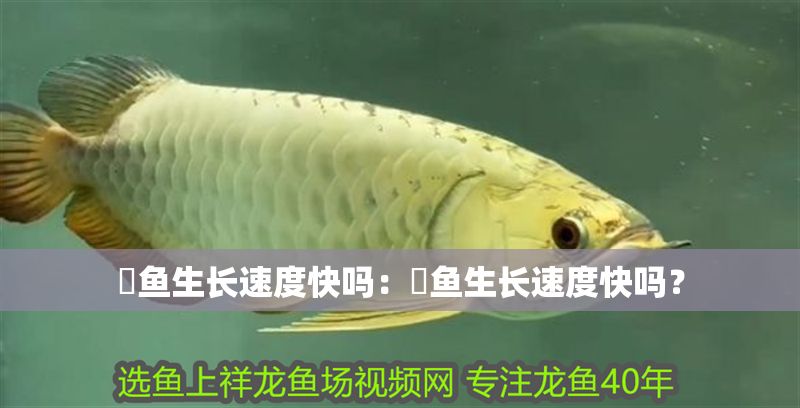 魟魚生長速度快嗎：魟魚生長速度快嗎？