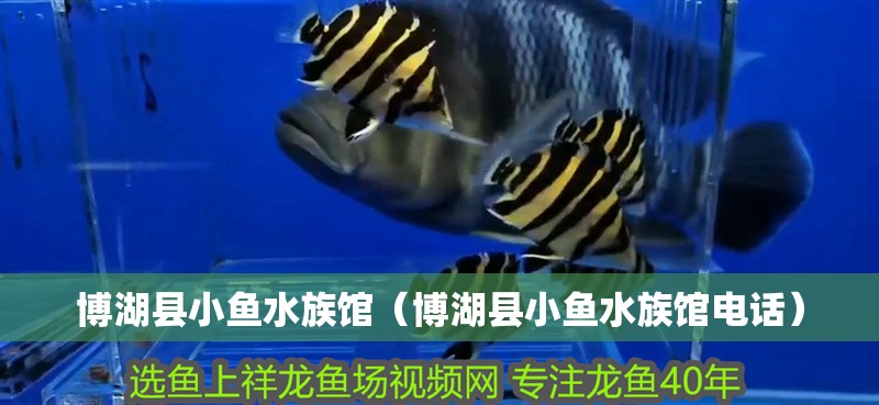 博湖縣小魚水族館（博湖縣小魚水族館電話）