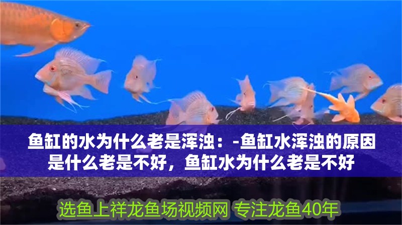 魚缸的水為什么老是渾濁：-魚缸水渾濁的原因是什么老是不好，魚缸水為什么老是不好