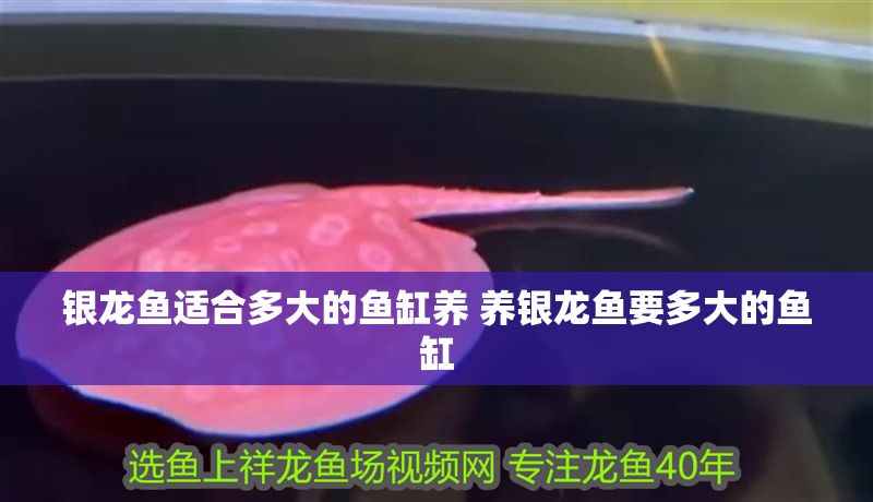 銀龍魚適合多大的魚缸養(yǎng) 養(yǎng)銀龍魚要多大的魚缸