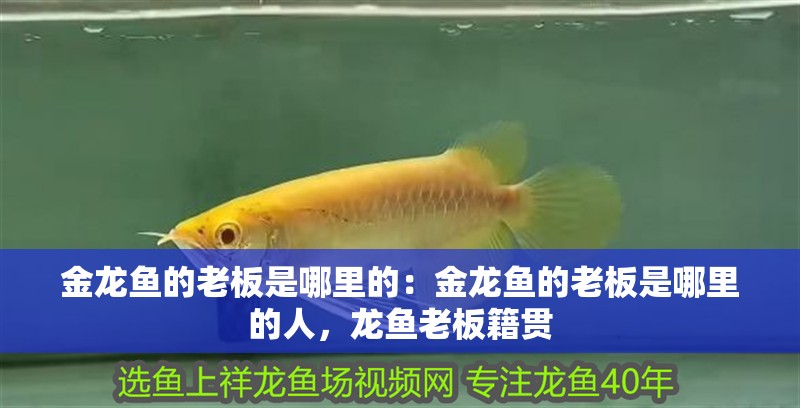 金龍魚的老板是哪里的：金龍魚的老板是哪里的人，龍魚老板籍貫