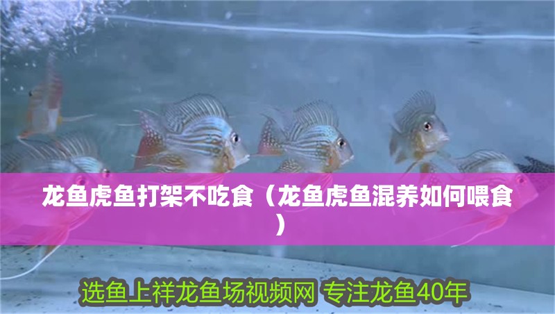 紅龍魚用黃燈烤有用嗎 龍魚虎魚打架不吃食(龍魚虎魚混養如何喂食) 虎魚百科 龍魚虎魚打架不吃食(龍魚虎魚混養如何喂食) 龍魚虎魚打架不吃食(龍魚虎魚混養如何喂食) 虎魚百科