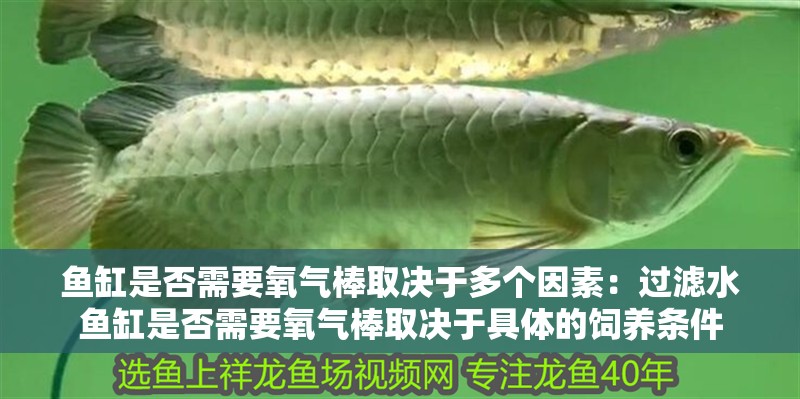 魚缸是否需要氧氣棒取決于多個(gè)因素：過濾水魚缸是否需要氧氣棒取決于具體的飼養(yǎng)條件 魚缸是否需要氧氣棒取決于多個(gè)因素：過濾水魚缸是否需要氧氣棒取決于具體的飼養(yǎng)條件 魚缸百科