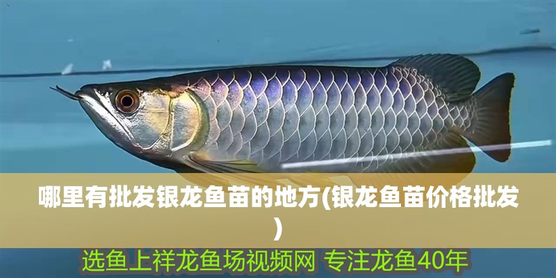 哪里有批發(fā)銀龍魚苗的地方(銀龍魚苗價(jià)格批發(fā))