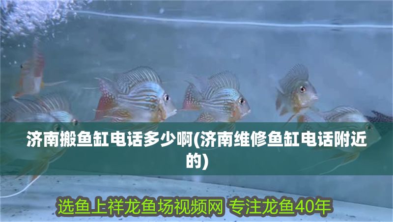 濟南搬魚缸電話多少啊(濟南維修魚缸電話附近的)