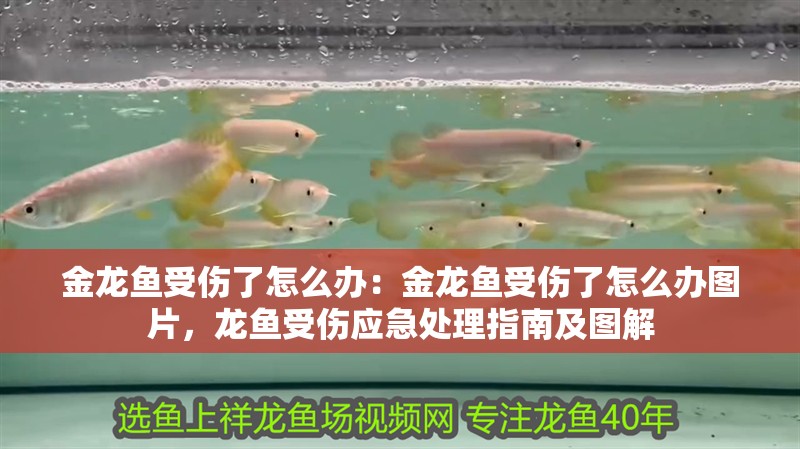 金龍魚受傷了怎么辦：金龍魚受傷了怎么辦圖片，龍魚受傷應急處理指南及圖解