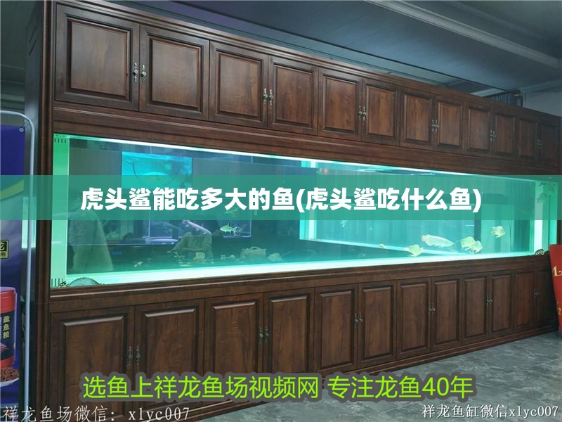 虎頭鯊能吃多大的魚(虎頭鯊吃什么魚)