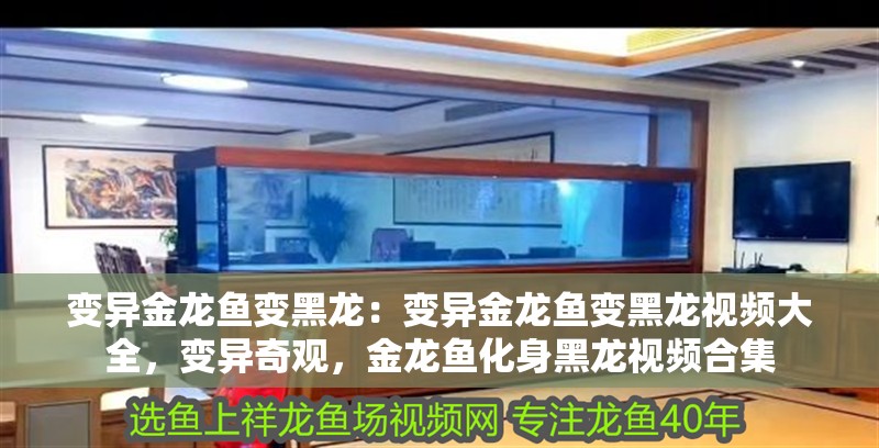 變異金龍魚變黑龍：變異金龍魚變黑龍視頻大全，變異奇觀，金龍魚化身黑龍視頻合集