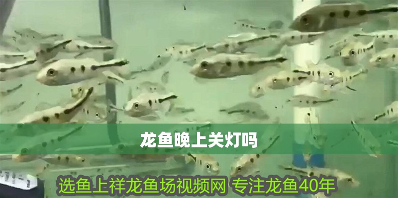 龍魚晚上關燈嗎