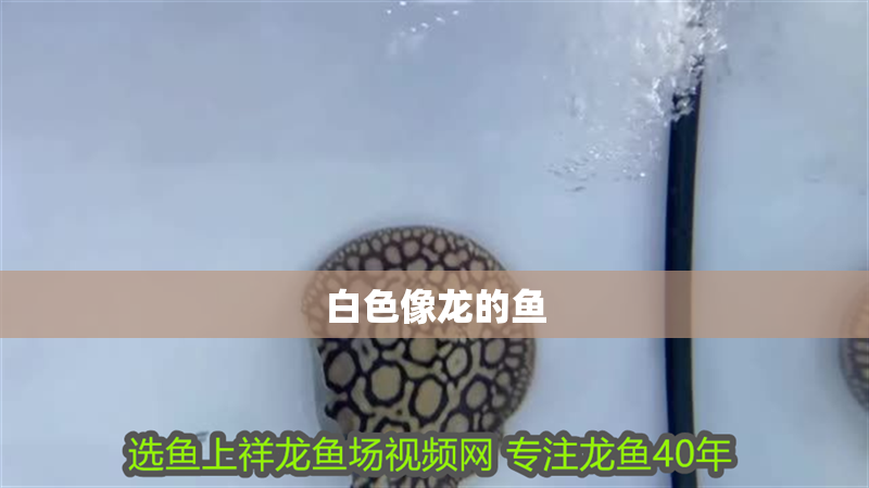 白色像龍的魚(yú)
