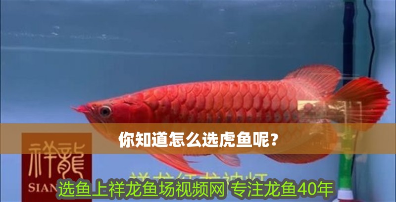 你知道怎么選虎魚呢？