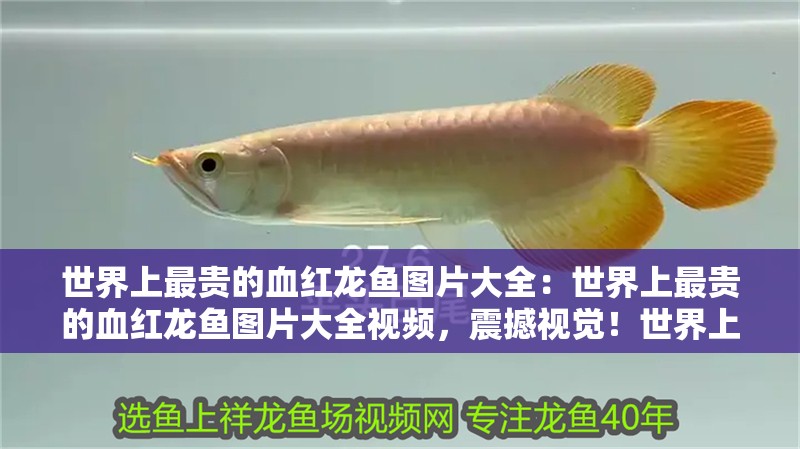 世界上最貴的血紅龍魚圖片大全：世界上最貴的血紅龍魚圖片大全視頻，震撼視覺！世界上最貴的血紅龍魚高清圖片與視頻全