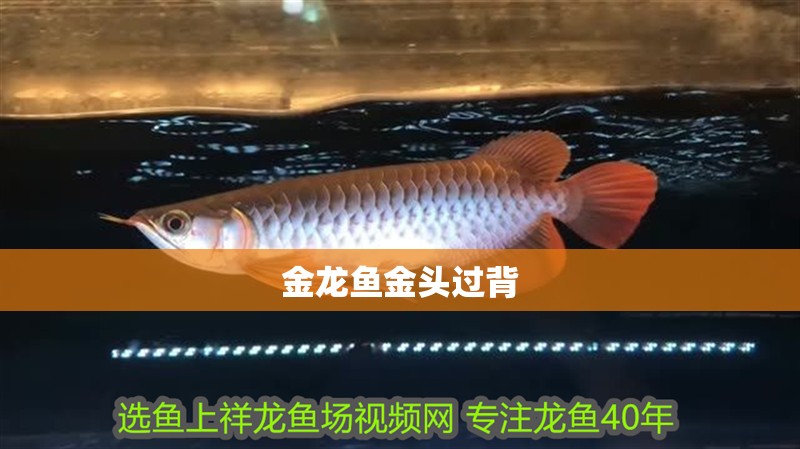 金龍魚(yú)金頭過(guò)背 金龍魚(yú)金頭過(guò)背 龍魚(yú)百科