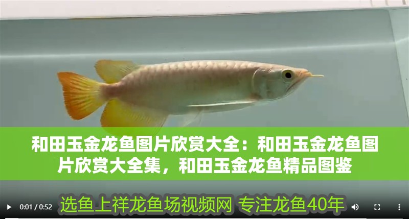 和田玉金龍魚圖片欣賞大全：和田玉金龍魚圖片欣賞大全集，和田玉金龍魚精品圖鑒