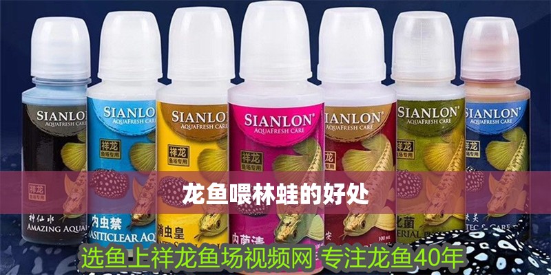 龍魚(yú)喂林蛙的好處