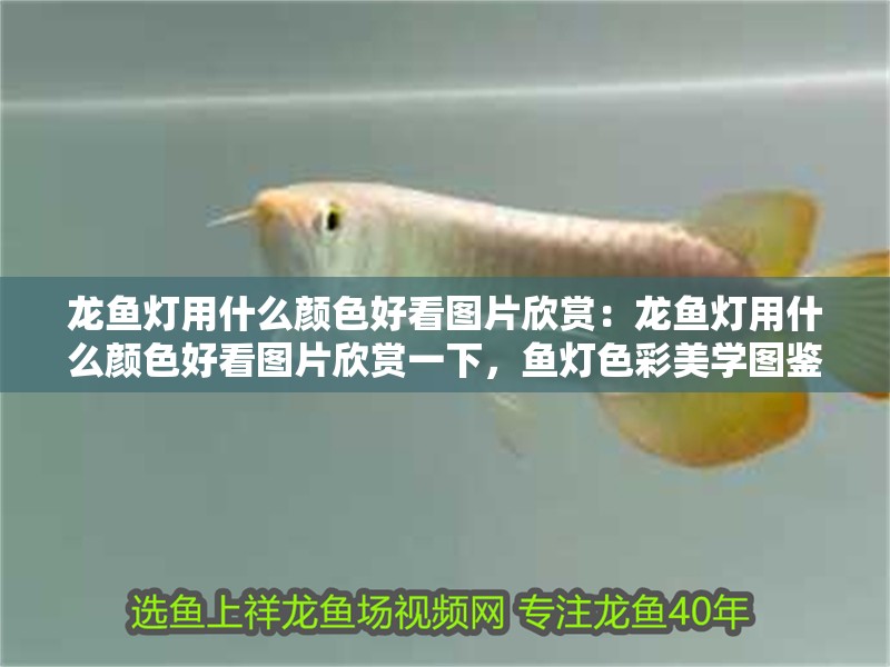 龍魚燈用什么顏色好看圖片欣賞：龍魚燈用什么顏色好看圖片欣賞一下，魚燈色彩美學(xué)圖鑒，精選配色
