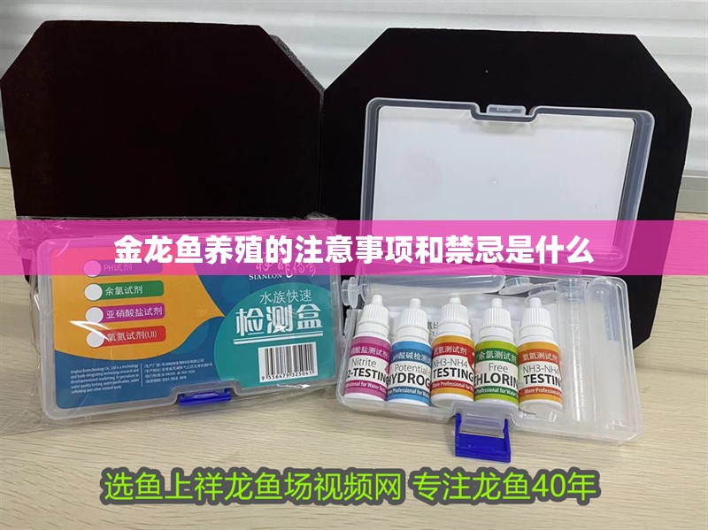 金龍魚養殖的注意事項和禁忌是什么