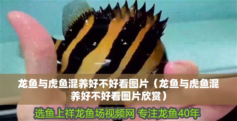 龍魚與虎魚混養(yǎng)好不好看圖片（龍魚與虎魚混養(yǎng)好不好看圖片欣賞）
