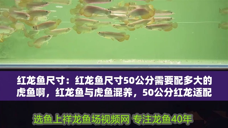 紅龍魚尺寸：紅龍魚尺寸50公分需要配多大的虎魚啊，紅龍魚與虎魚混養(yǎng)，50公分紅龍適配虎魚尺寸指南