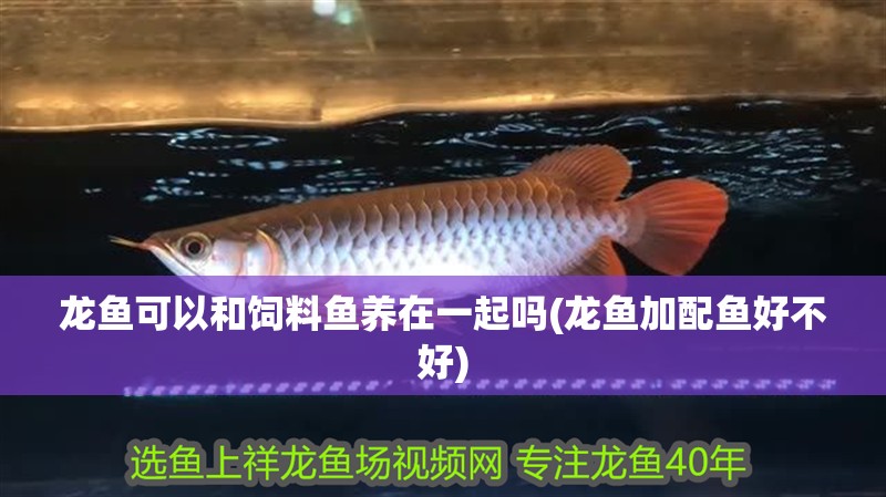 龍魚(yú)可以和飼料魚(yú)養(yǎng)在一起嗎(龍魚(yú)加配魚(yú)好不好)