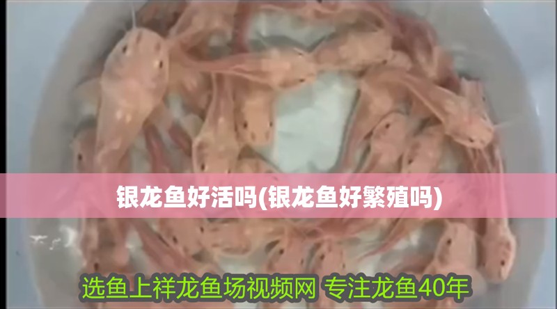 銀龍魚好活嗎(銀龍魚好繁殖嗎)
