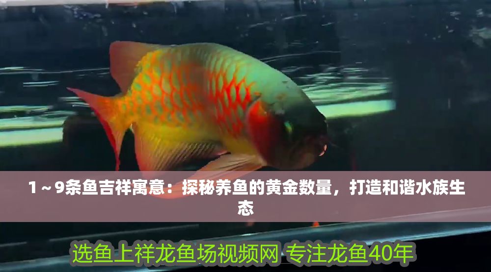 1～9條魚吉祥寓意：探秘養魚的黃金數量，打造和諧水族生態