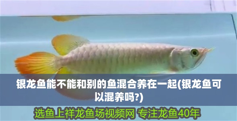銀龍魚能不能和別的魚混合養(yǎng)在一起(銀龍魚可以混養(yǎng)嗎?)