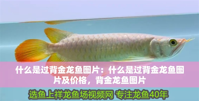 什么是過背金龍魚圖片：什么是過背金龍魚圖片及價格，背金龍魚圖片