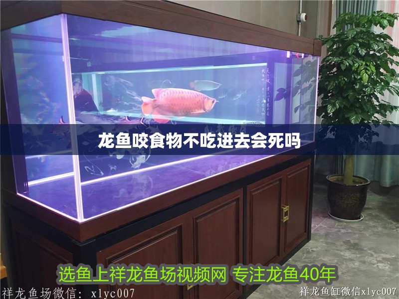 龍魚咬食物不吃進去會死嗎
