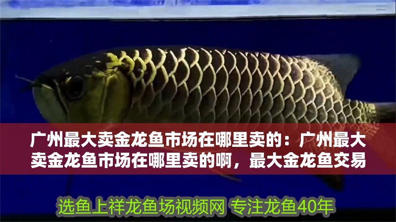 廣州最大賣金龍魚市場在哪里賣的：廣州最大賣金龍魚市場在哪里賣的啊，最大金龍魚交易