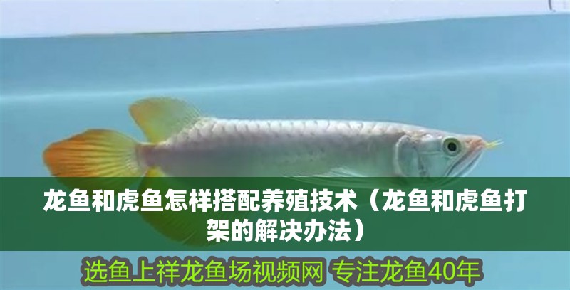 龍魚和虎魚怎樣搭配養殖技術（龍魚和虎魚打架的解決辦法）