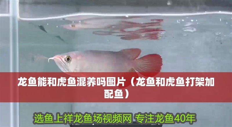 龍魚能和虎魚混養嗎圖片（龍魚和虎魚打架加配魚）